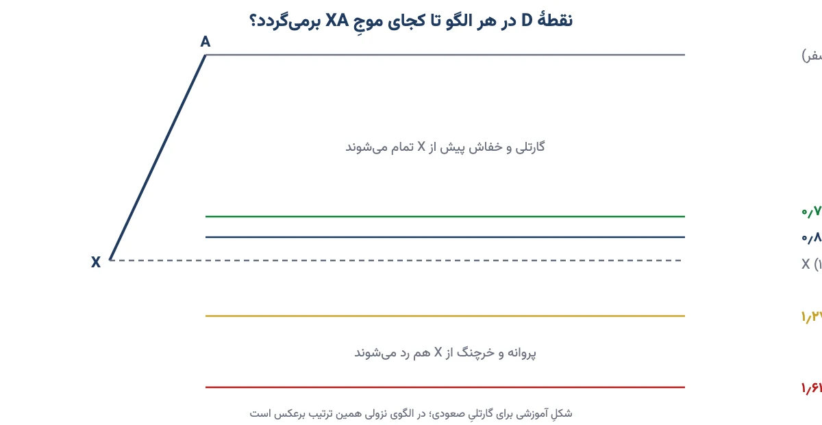 مقایسه جای نقطه D در الگوهای گارتلی، خفاش، پروانه و خرچنگ